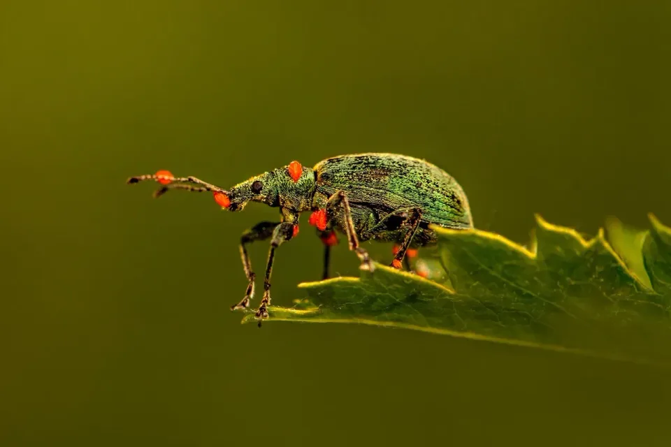 Weevil — Pest Control